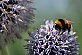 BOMBUS HORTORUM