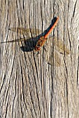 SYMPETRUM STRIOLATUM