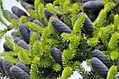 ABIES KOREANA