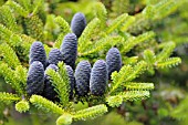 ABIES KOREANA