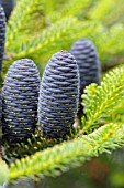 ABIES KOREANA