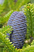 ABIES KOREANA