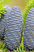 ABIES KOREANA