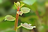 ACTINIDIA DELICIOSA