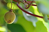 ACTINIDIA DELICIOSA