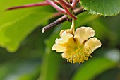 ACTINIDIA DELICIOSA