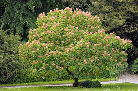 AESCULUS_X_MUTABILIS_INDUTA