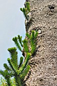 ARAUCARIA ARAUCANA