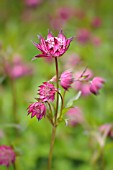 ASTRANTIA MAJOR HADSPEN BLOOD