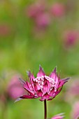 ASTRANTIA MAJOR HADSPEN BLOOD