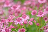 ASTRANTIA MAJOR HADSPEN BLOOD