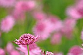 ASTRANTIA MAJOR HADSPEN BLOOD