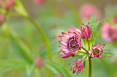 ASTRANTIA MAJOR HADSPEN BLOOD