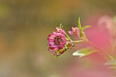 ASTRANTIA MAJOR HADSPEN BLOOD