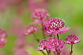 ASTRANTIA MAJOR HADSPEN BLOOD