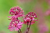 ASTRANTIA MAJOR HADSPEN BLOOD