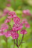 ASTRANTIA MAJOR HADSPEN BLOOD