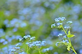 BRUNNERA MACROPHYLLA