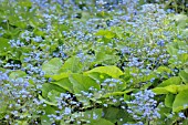 BRUNNERA MACROPHYLLA