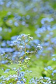 BRUNNERA MACROPHYLLA