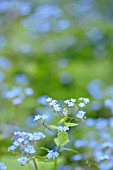 BRUNNERA MACROPHYLLA