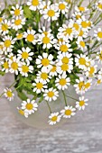 TANACETUM PARTHENIUM; SYN. CHRYSANTHEMUM PARTHENIUM, PYRETHRUM PARTHENIUM