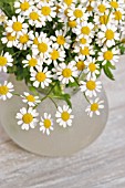 TANACETUM PARTHENIUM; SYN. CHRYSANTHEMUM PARTHENIUM, PYRETHRUM PARTHENIUM