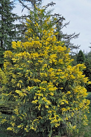 CALOCEDRUS_DECURRENS_AUREOVARIEGATA_SYN___LIBOCEDRUS_DECURRENS__AUREOVARIEGATA