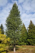 CEDRUS LIBANI SSP. ATLANTICA FASTIGIATA