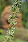 CEDRUS LIBANI SSP. ATLANTICA FASTIGIATA