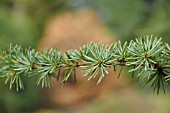 CEDRUS LIBANI SSP. ATLANTICA FASTIGIATA