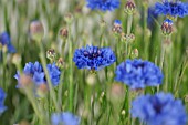 CENTAUREA CYANUS