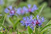 CENTAUREA MONTANA