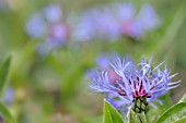 CENTAUREA MONTANA