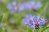 CENTAUREA MONTANA