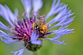 CENTAUREA MONTANA