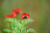 ADONIS AESTIVALIS