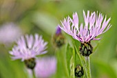 CENTAUREA MONTANA ROSEA