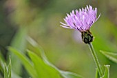 CENTAUREA MONTANA ROSEA