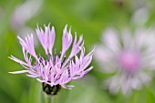 CENTAUREA MONTANA ROSEA