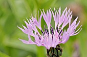 CENTAUREA MONTANA ROSEA