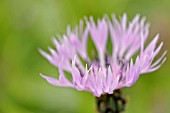 CENTAUREA MONTANA ROSEA