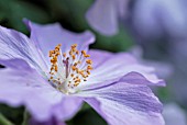 ABUTILON X SUNTENSE VIOLETTA