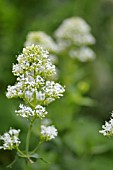 CENTRANTHUS RUBER ALBUS