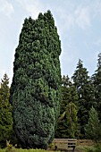 CHAMAECYPARIS LAWSONIANA ELLWOODII