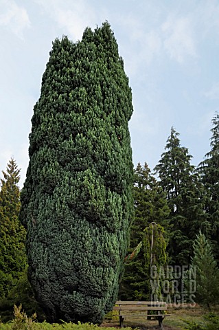 CHAMAECYPARIS_LAWSONIANA_ELLWOODII