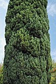 CHAMAECYPARIS LAWSONIANA ELLWOODII