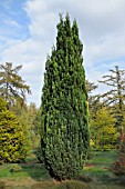 CHAMAECYPARIS LAWSONIANA SNOW WHITE