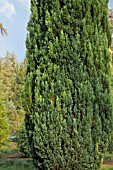 CHAMAECYPARIS LAWSONIANA SNOW WHITE