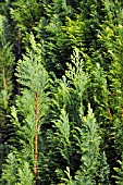 CHAMAECYPARIS LAWSONIANA SNOW WHITE